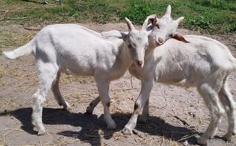 Kozlici