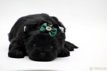 yorkshire terrier black s PP