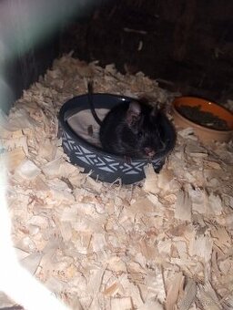 Osmák degu