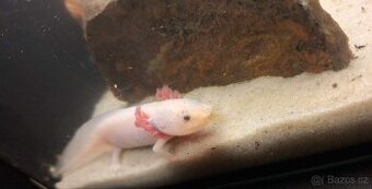 Axolotl 3x plus akvarko - 1