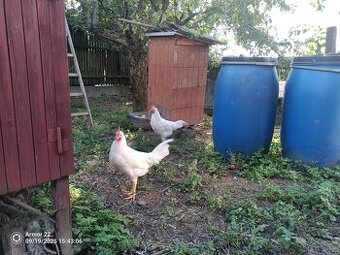 Leghorn kohouti