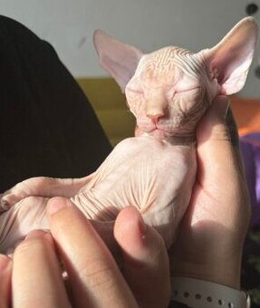 Kanadský sphynx
