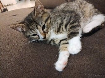 Nabízíme zdarma mourovatou kočičku