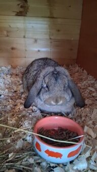 Zakrslý beránek s PP - mláďata