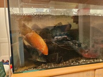 RYBIČKY ZA ODVOZ URGENTNÍ