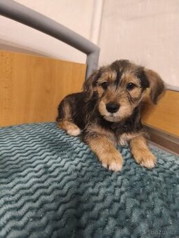 Jezevčík drsnosrstý