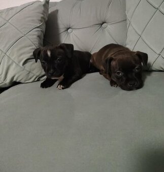 Stafordširský bulterier