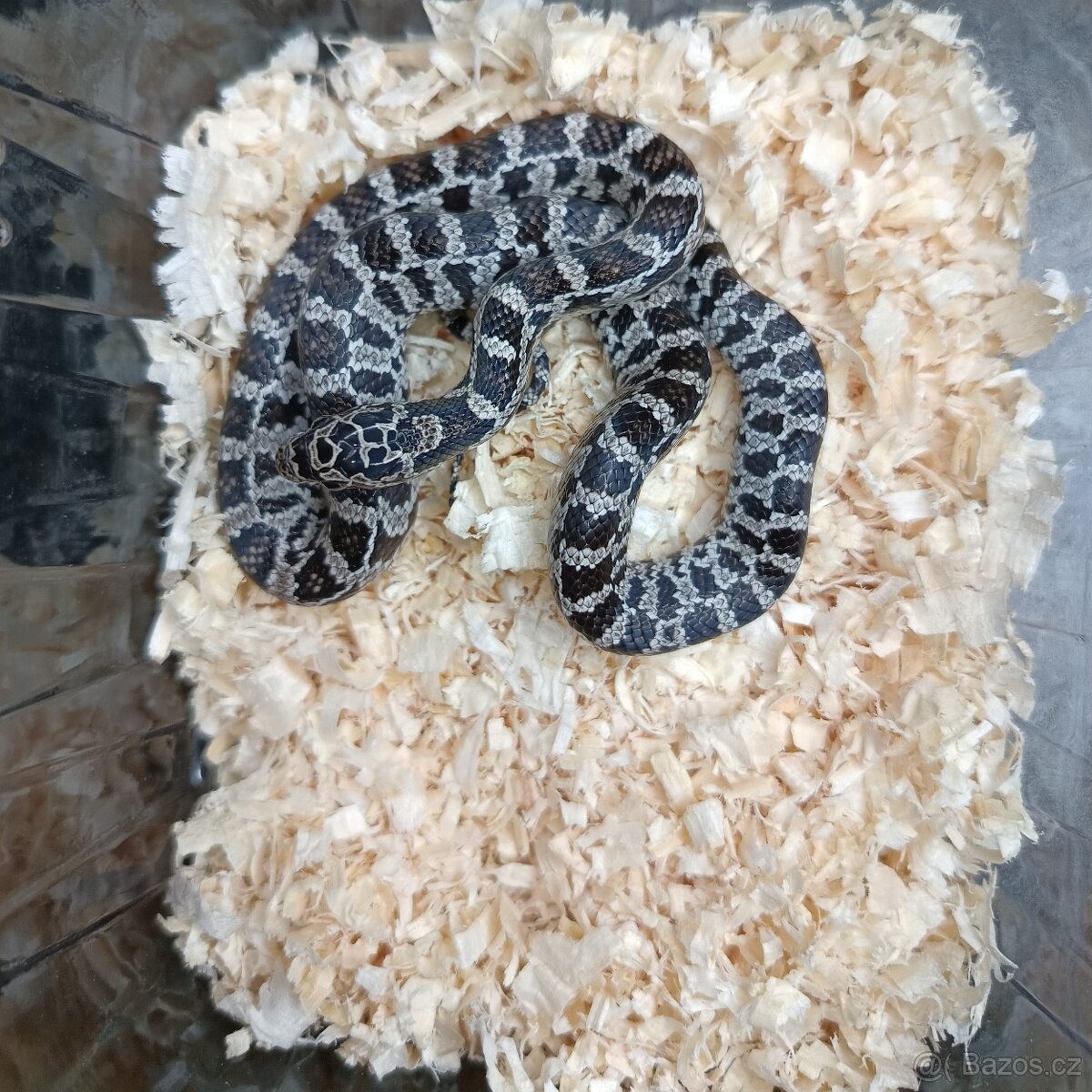 Užovka červená - Fauna trhy Ostrava 16.11. - 2