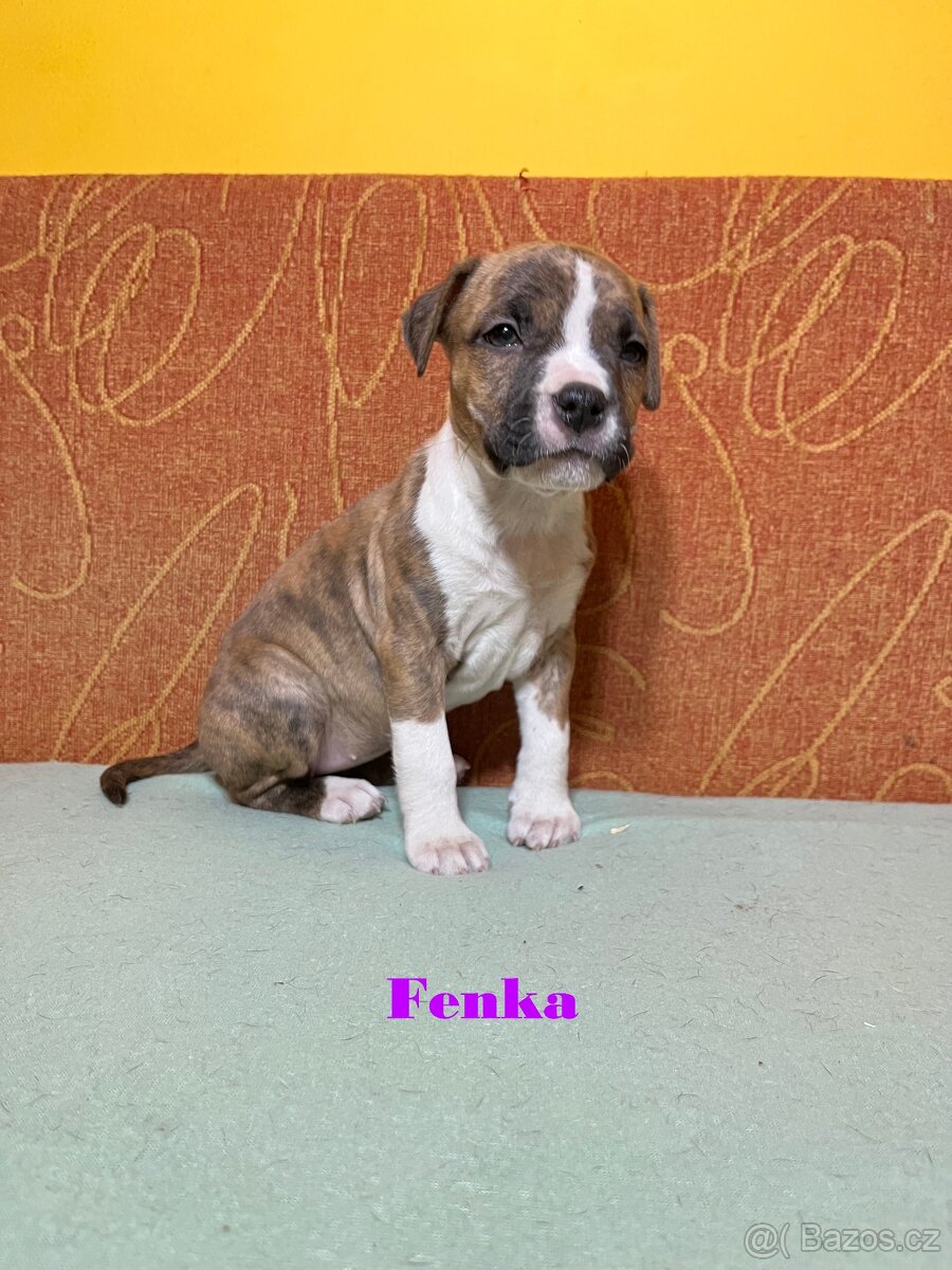 Americky Stafordšírský Terier šteniatka - 2
