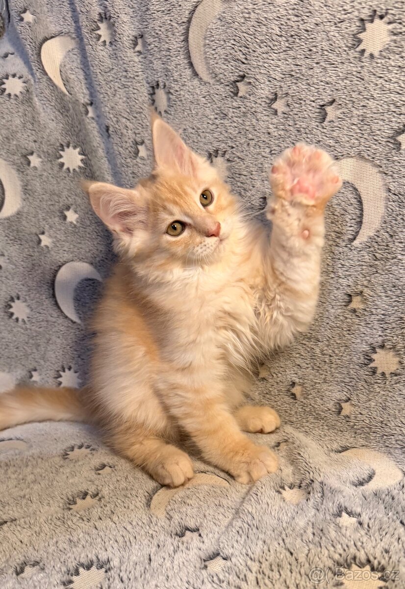 Mainská mývalí - 2