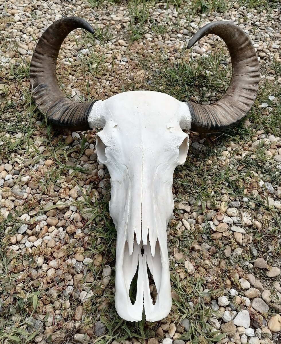 Trofeje, byvol vodný kapitálne - 2