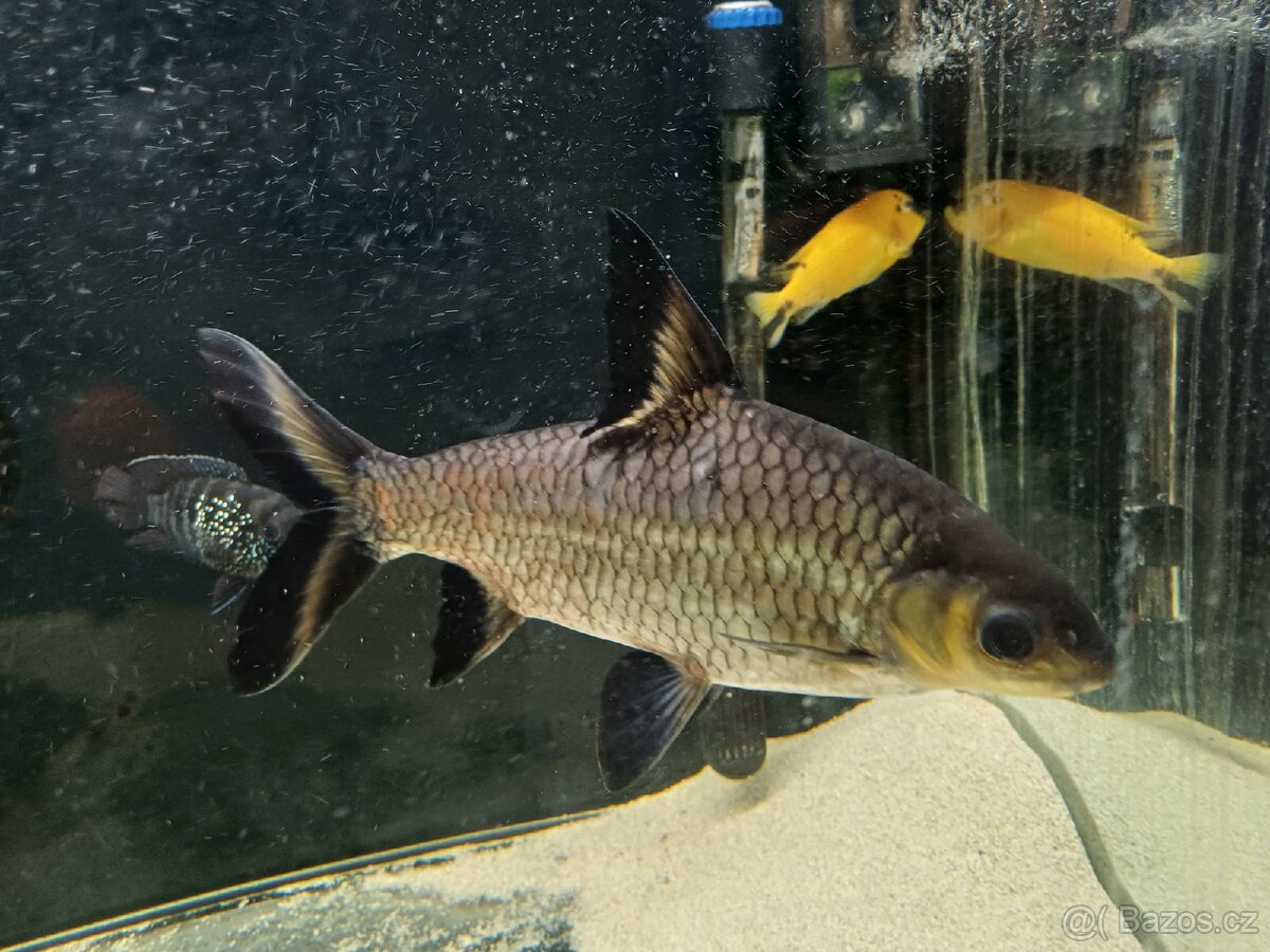 Parmička žraločí - 2