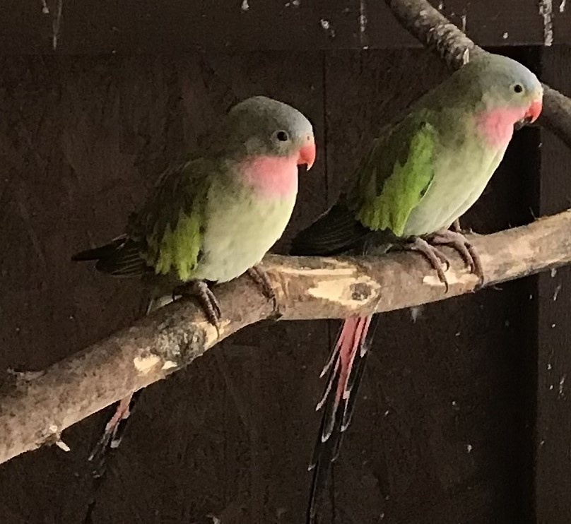 Papoušek Alexandřin - 2