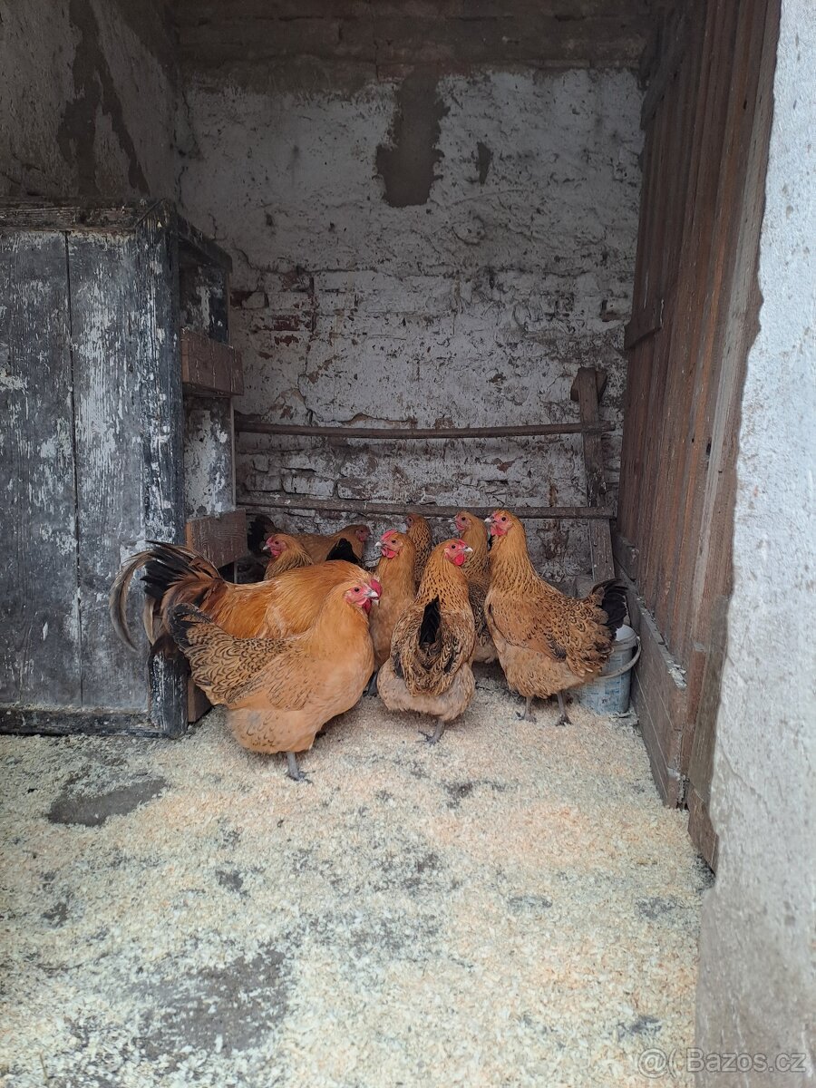 Násadová vejce Šumavanek - 2