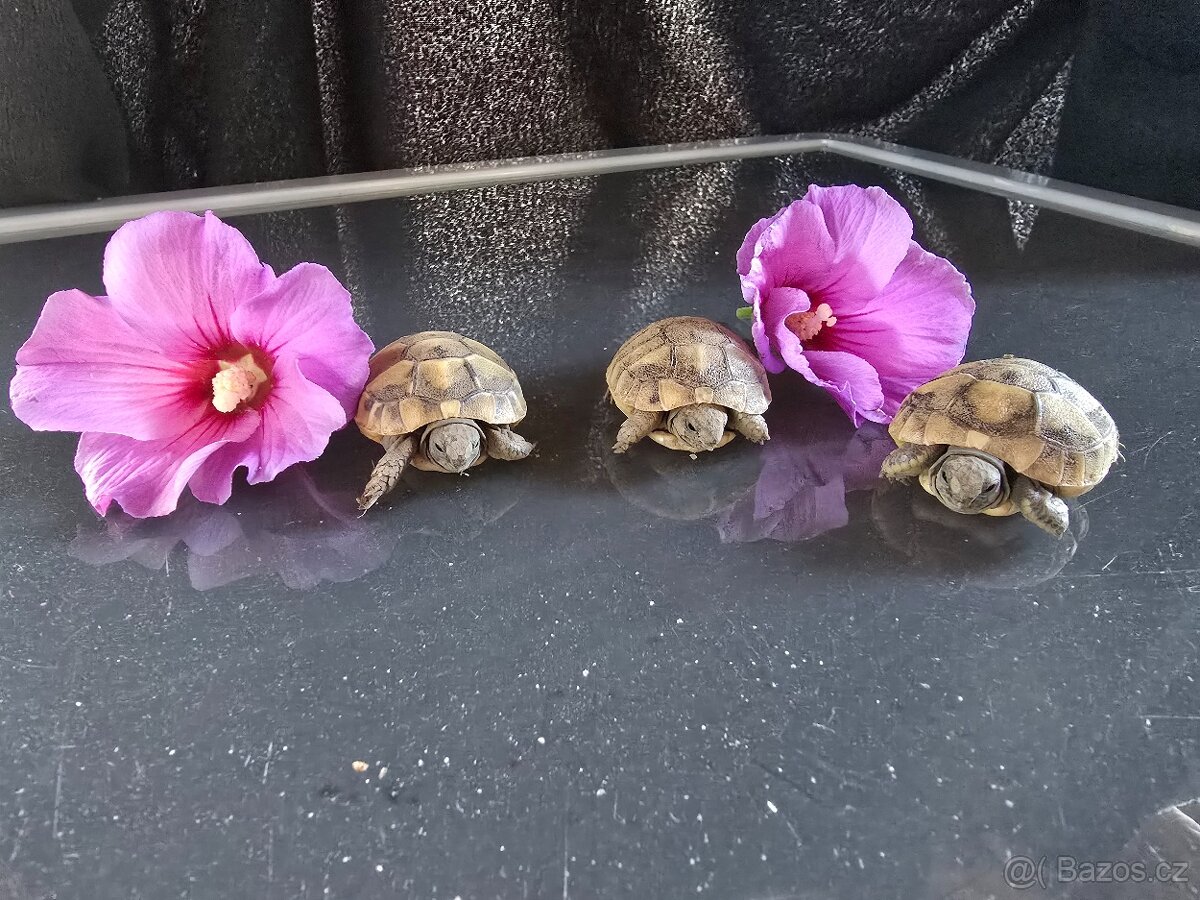 Želva zelenavá - 2