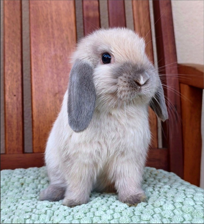 beránek MINILOP 💙 Fordík - 2