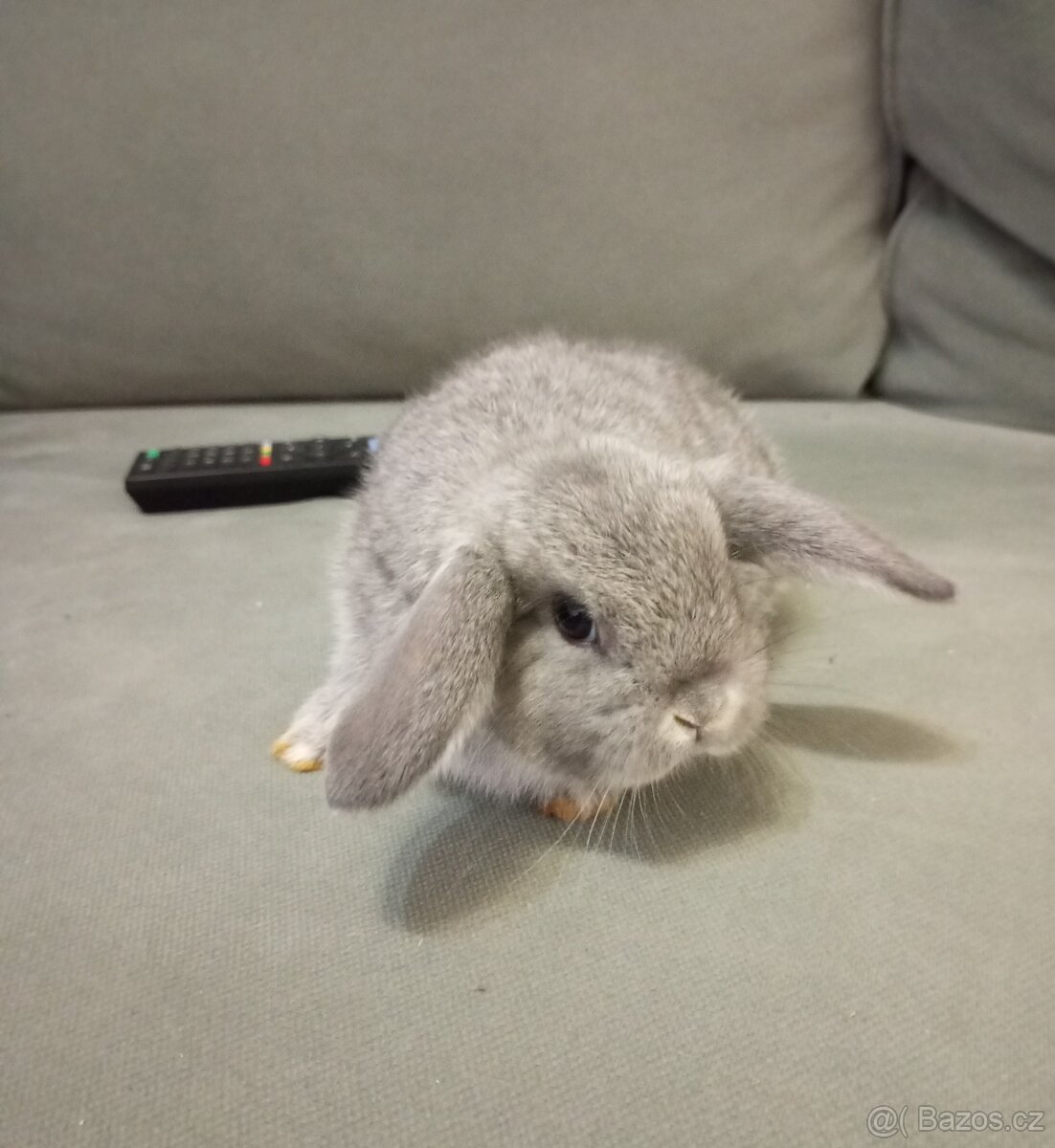 Zakrslý beránek králíček - 2