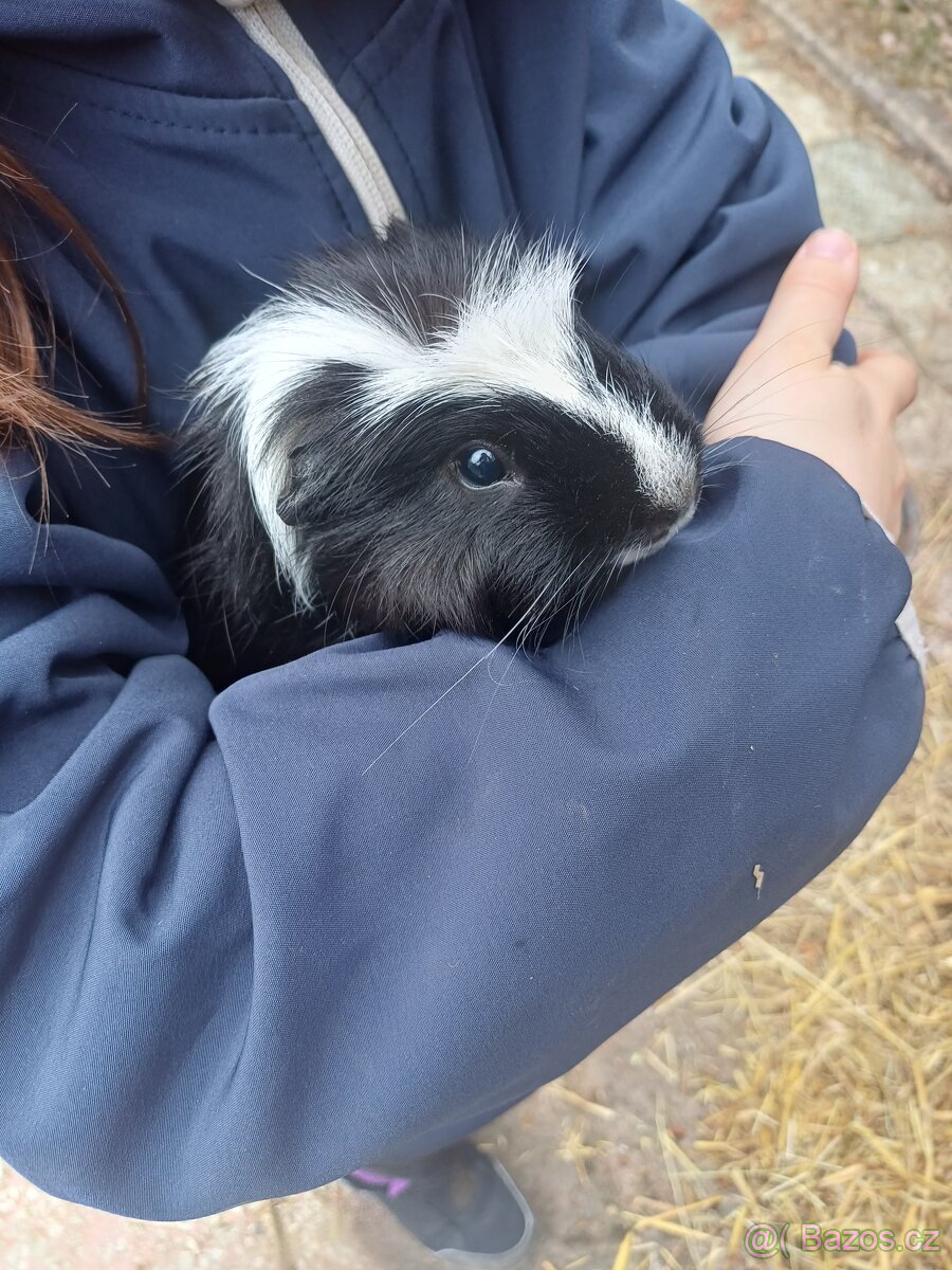 Morče hladkosrsté - 2