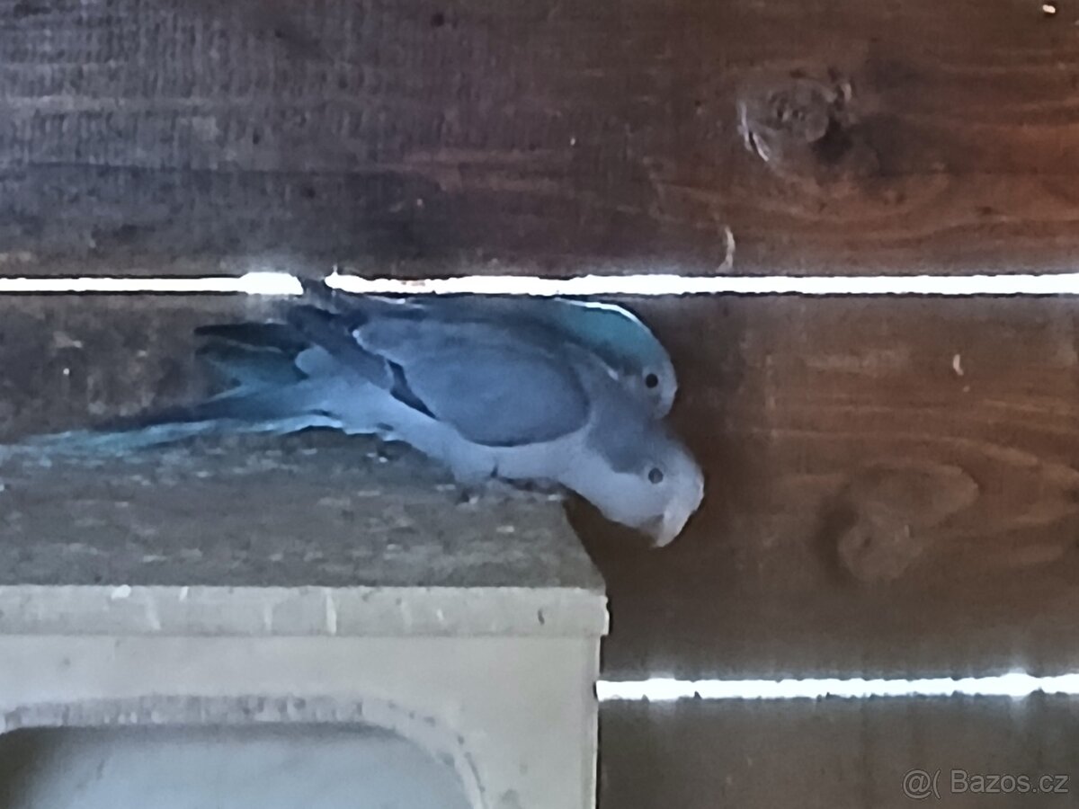 Prodám samečka Mníška kobalt - 2