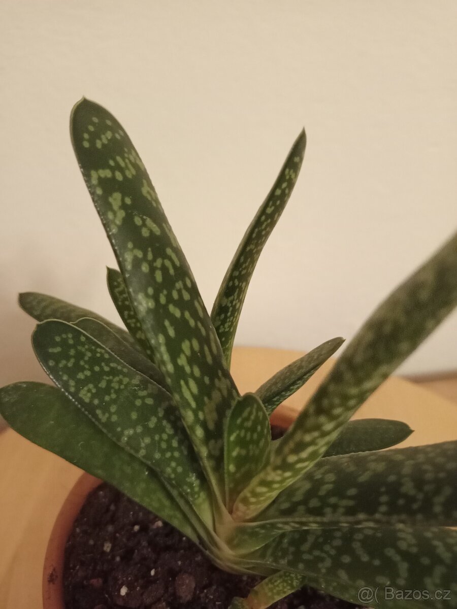 Gasteria bicolor - 2
