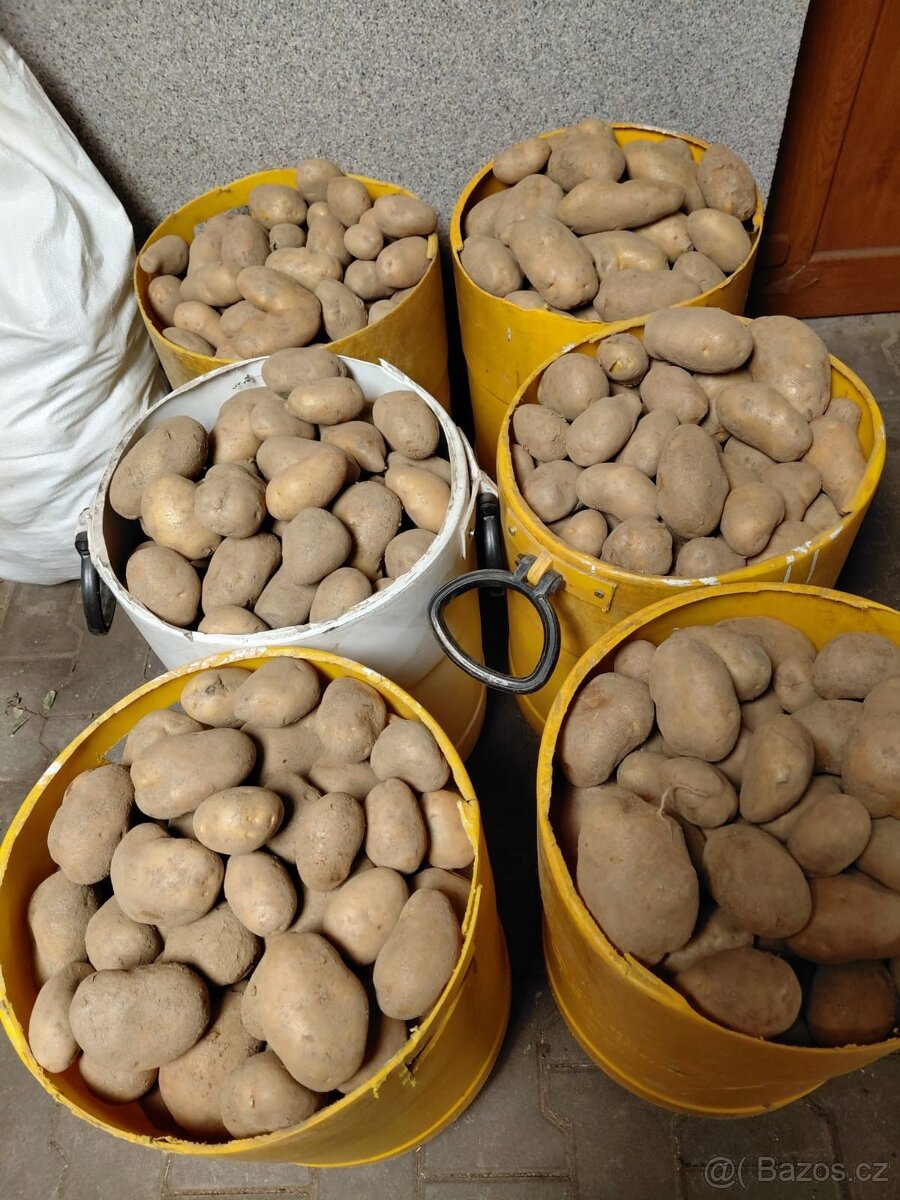 konzumní brambory Adéla - 2