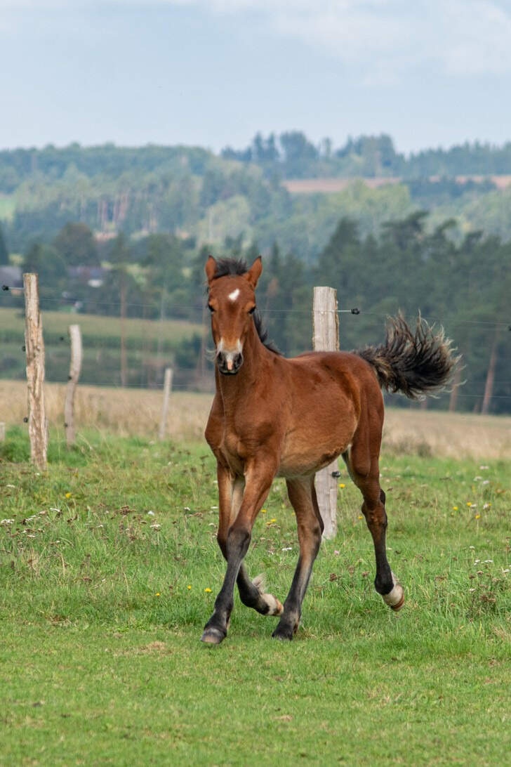 Hřebeček Welsh Cob s PP - 2