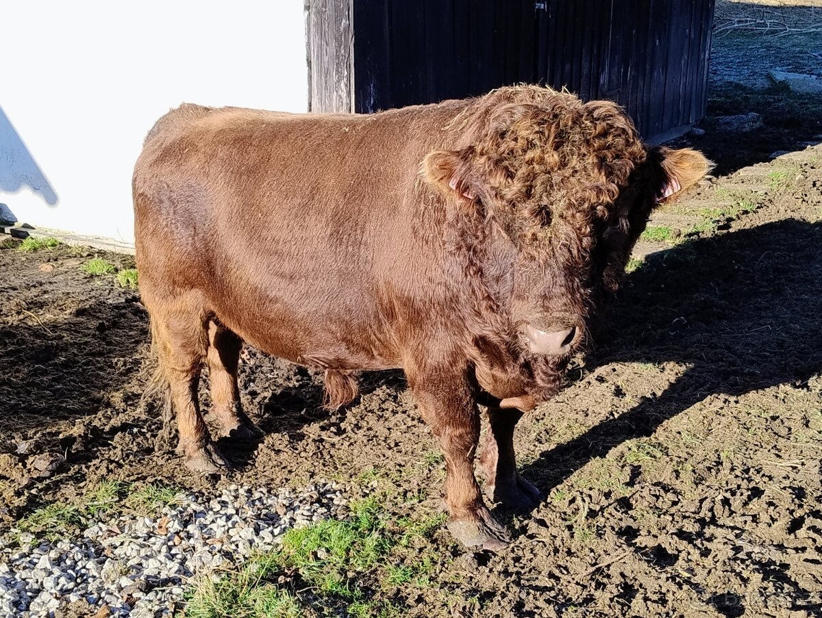 Prodám plemenného býčka Dexter - 2