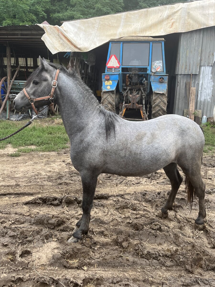 Pony hřebeček - 2