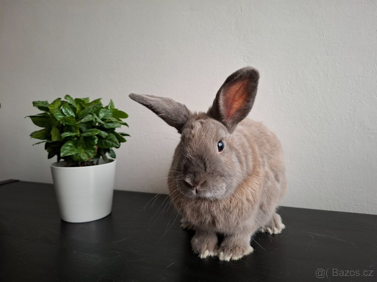 Zakrslý králík - 2