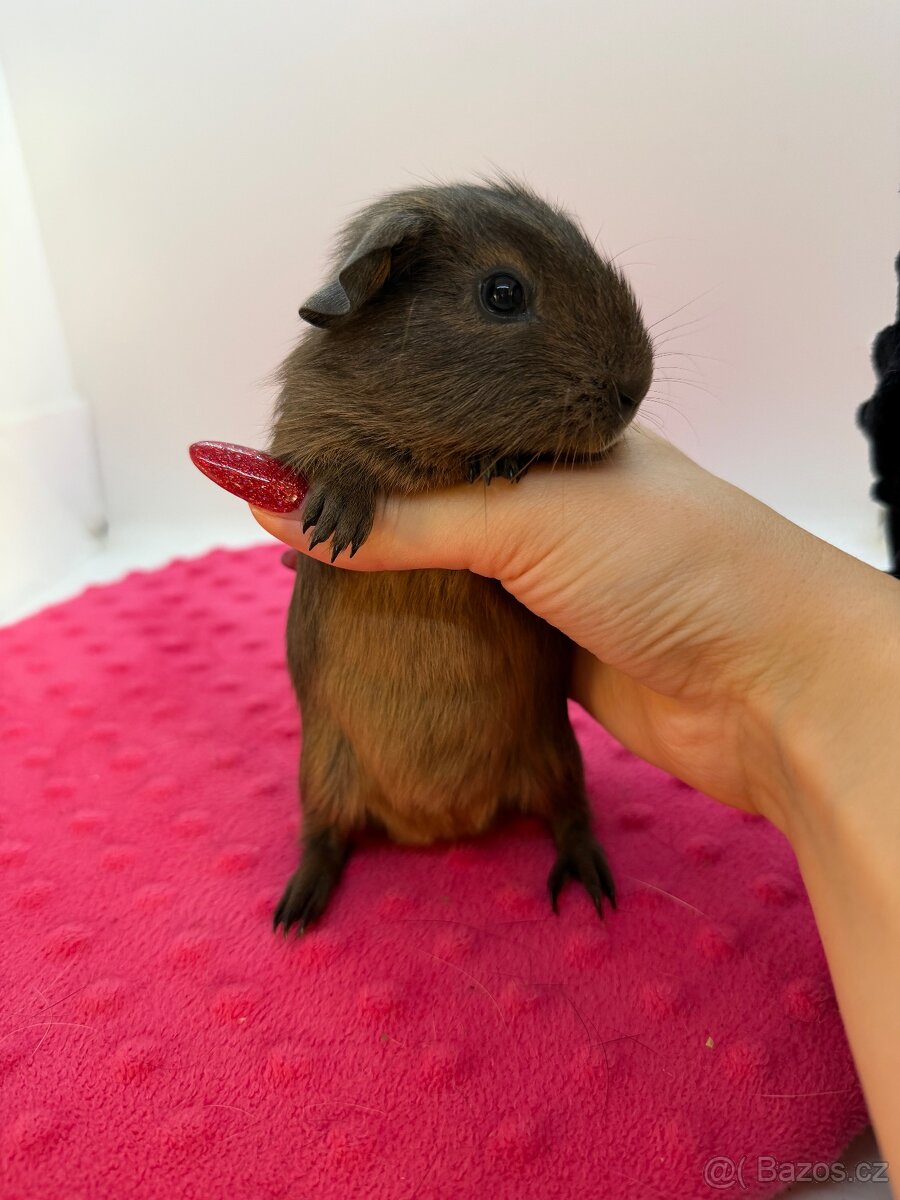 Morče hladke sameček aguti blue/amber s PP - 2