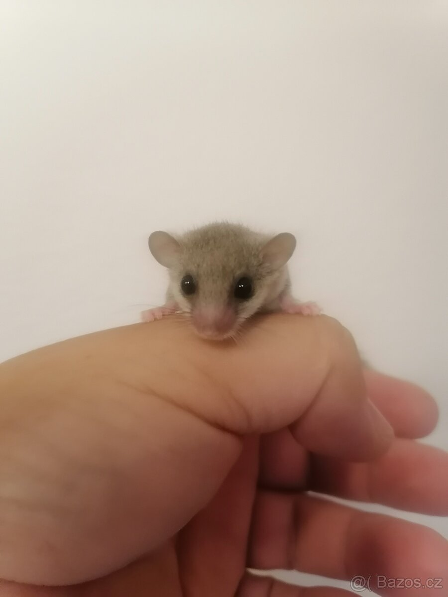 Plšík Africký - 2