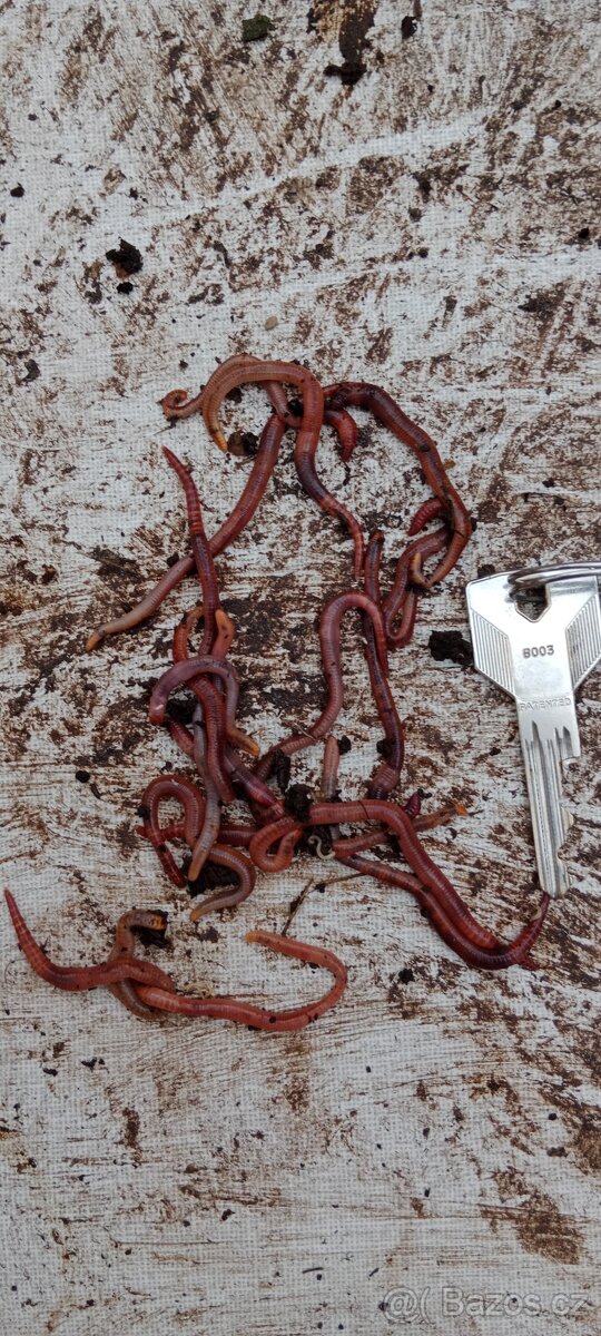 Kalifornské žížaly - 2