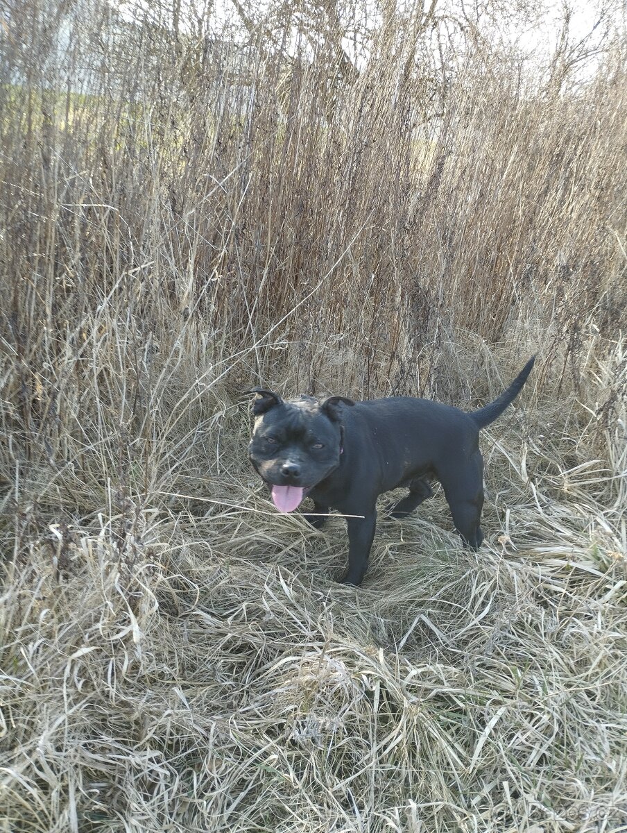 Stafordšírský bulteriér - 2