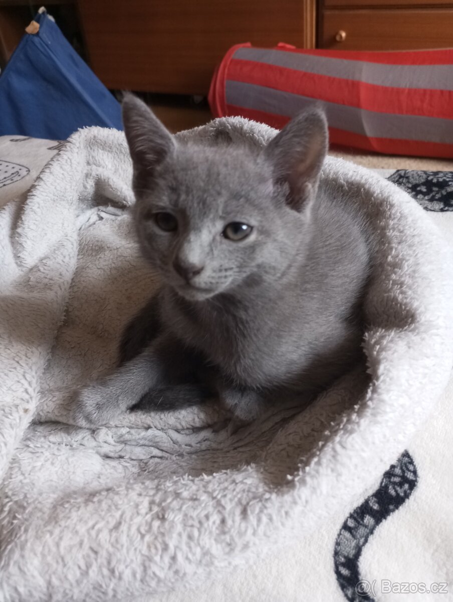 Ruská modrá s PP - 2