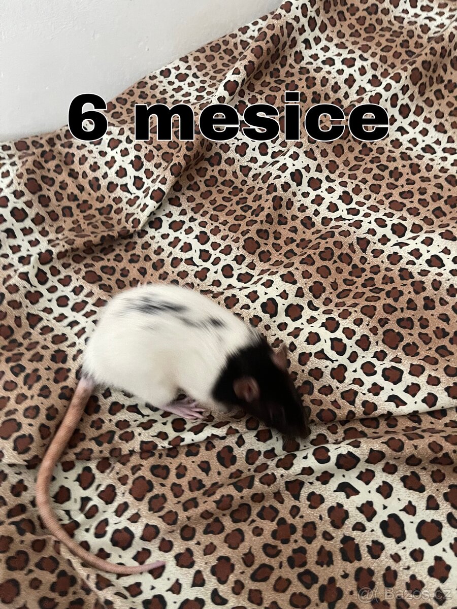 Zdarma – 3 přátelské samičky potkana (Brno) - 2