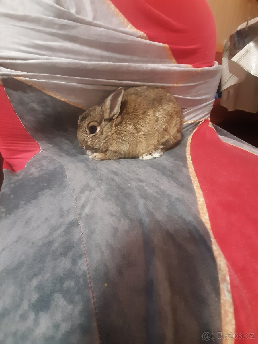 Zakrsli kralicci - 2