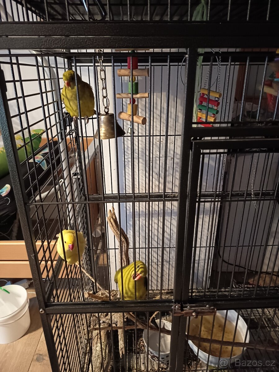 Prodej papoušků - 2