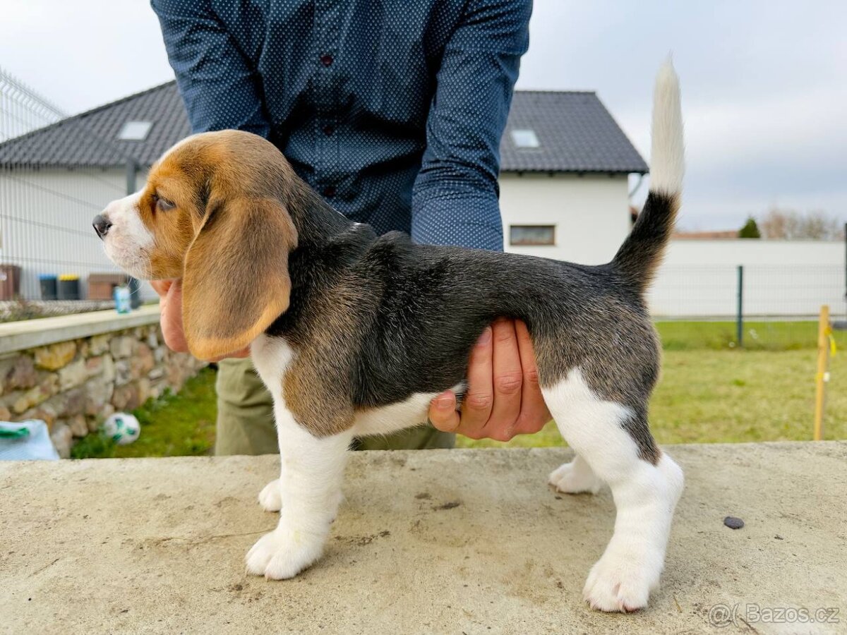 štěňata bígla s PP - 2