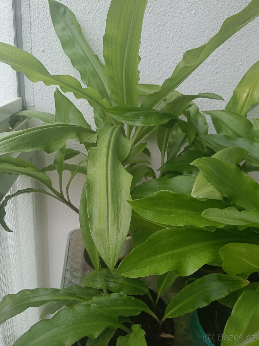 Pokojová květina Krvokvět natálský - 2