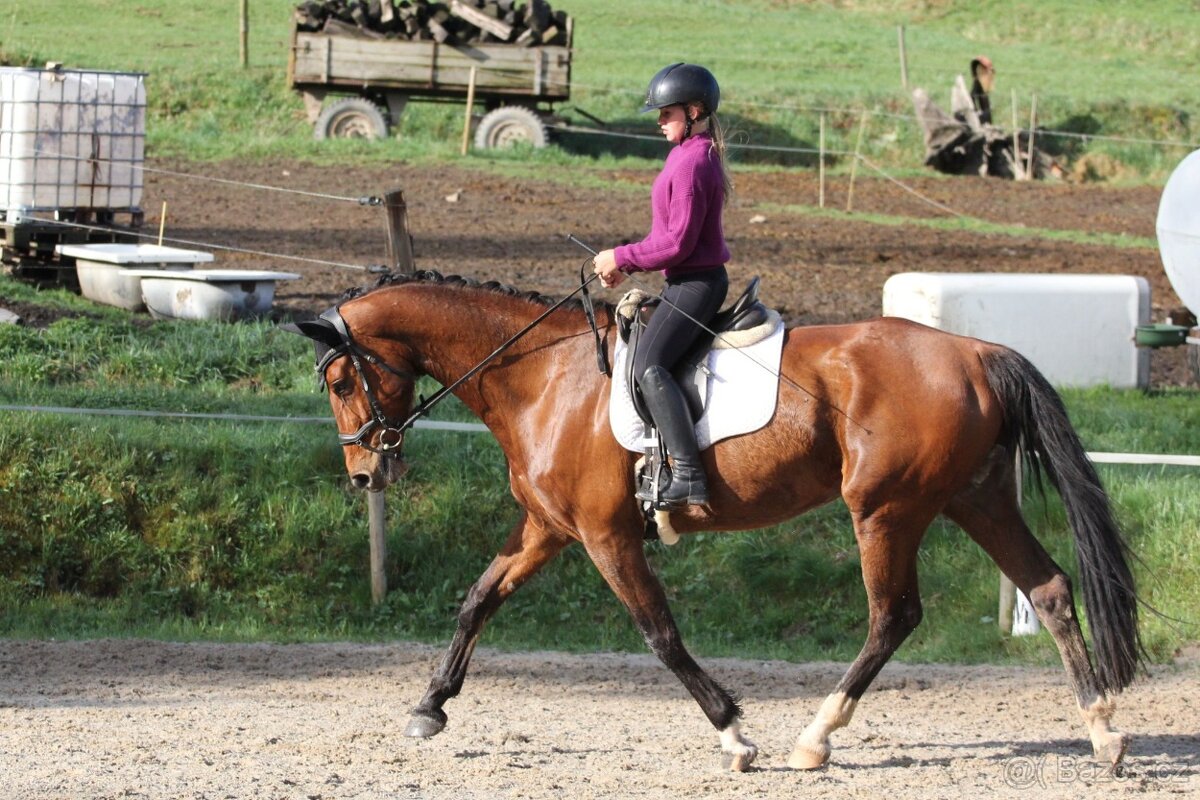 7mi letá klisna CS - 2