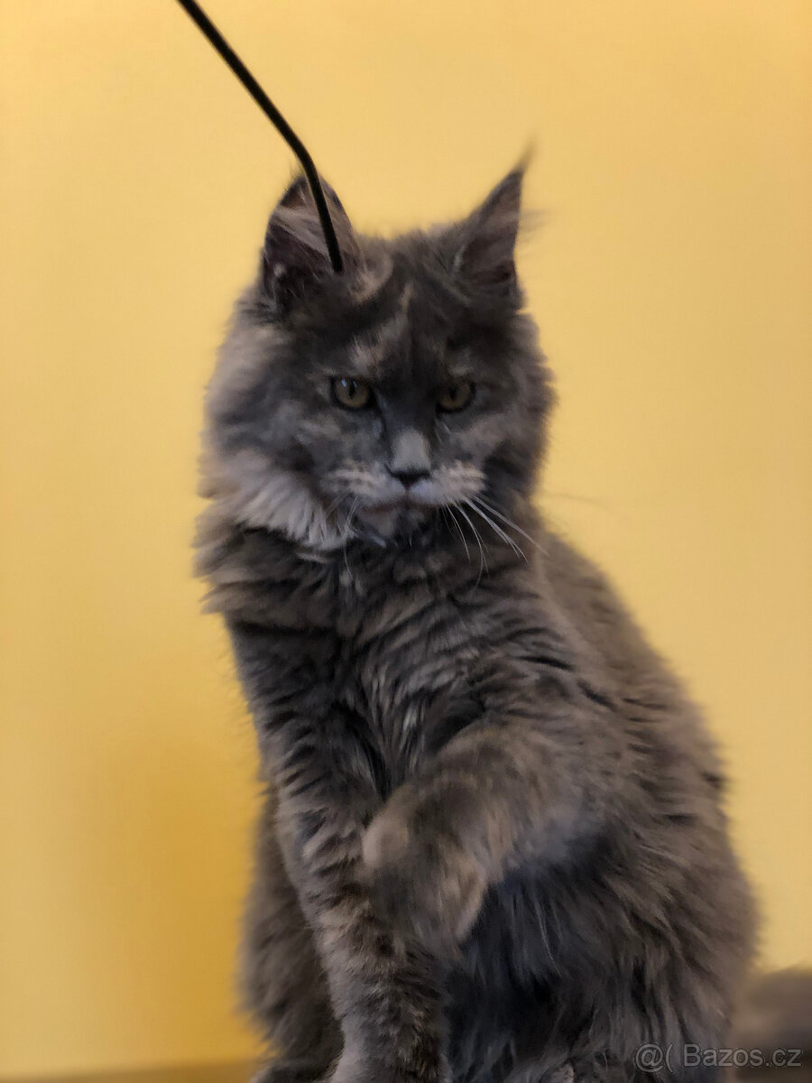 Mainská mývalí s PP - 2