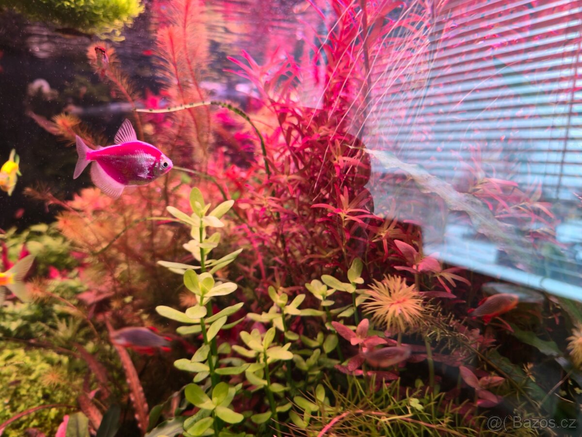 Akvarijní rostlinky z prostřihu - 2