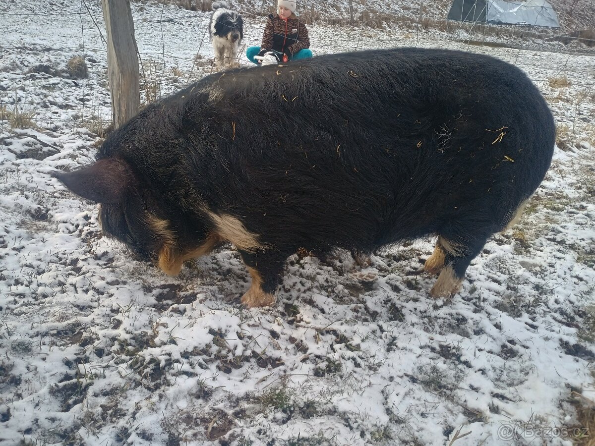 Kune Kune -kanec - 2