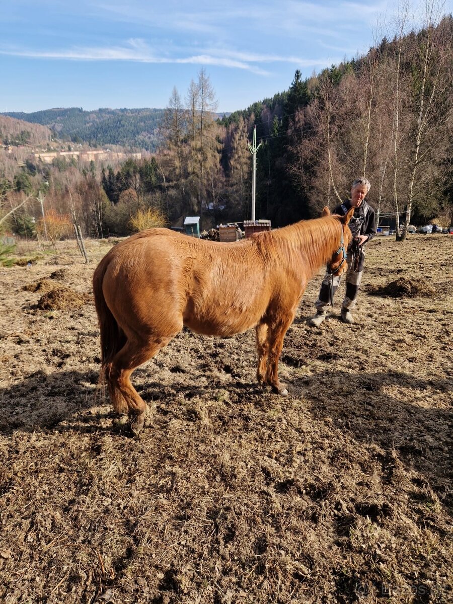 Kobylka QH 2r.barva Red Dun s PP - 2