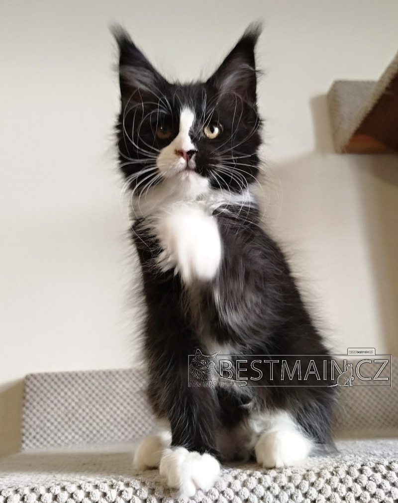 Mainská mývalí kočička s PP - 2