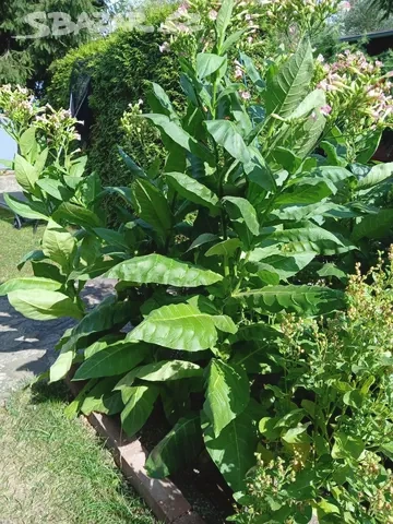 Tabak Virginský semínka - 2