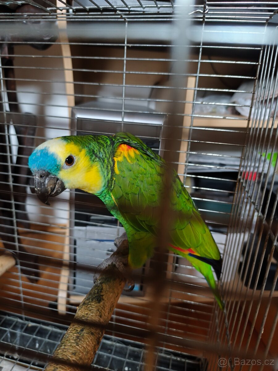 Amazoňan modročelý - 2