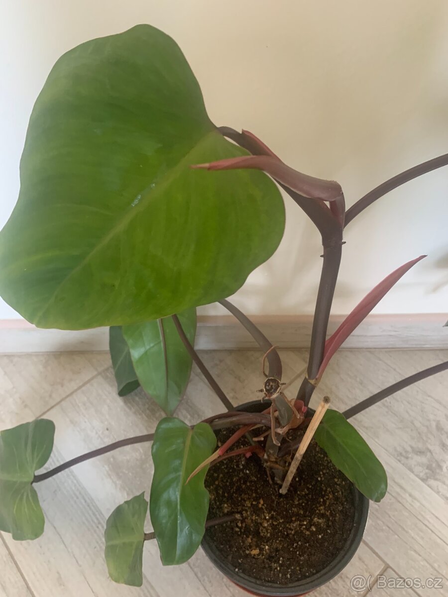 Philodendron - 2