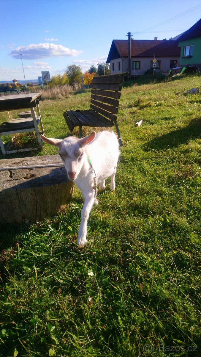 Letošní kozičky - 2