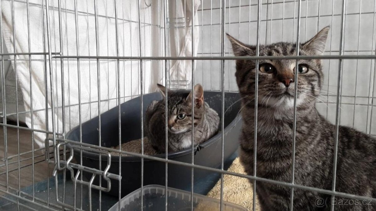 Krásní mouráčci na mazlení - 2